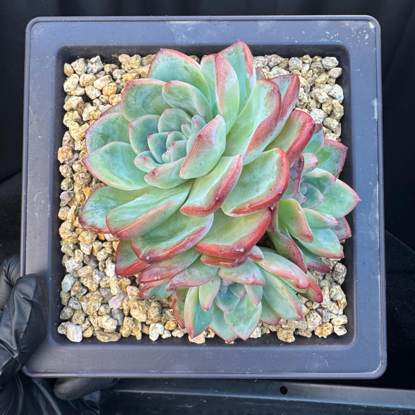 Echeveria ' strawberry puff', 3heads cluster, 5.0inches, S13