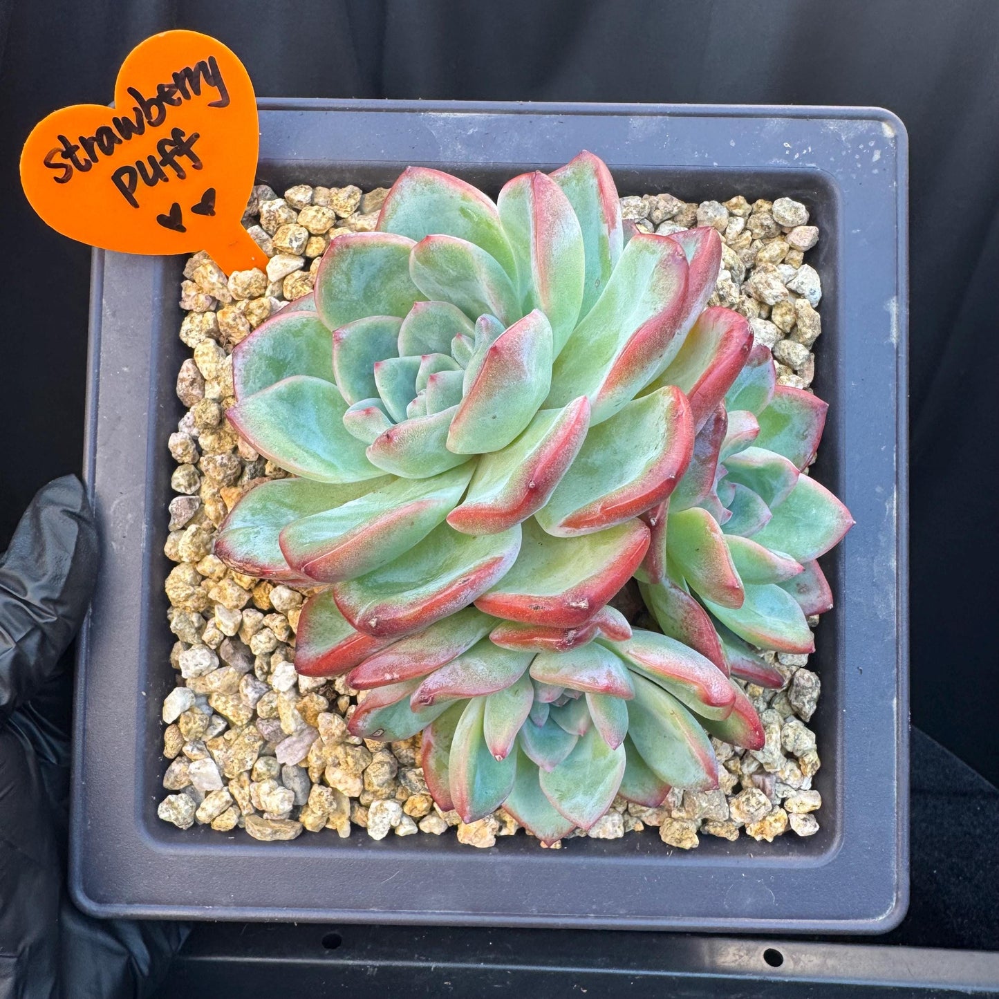 Echeveria ' strawberry puff', 3heads cluster, 5.0inches, S13