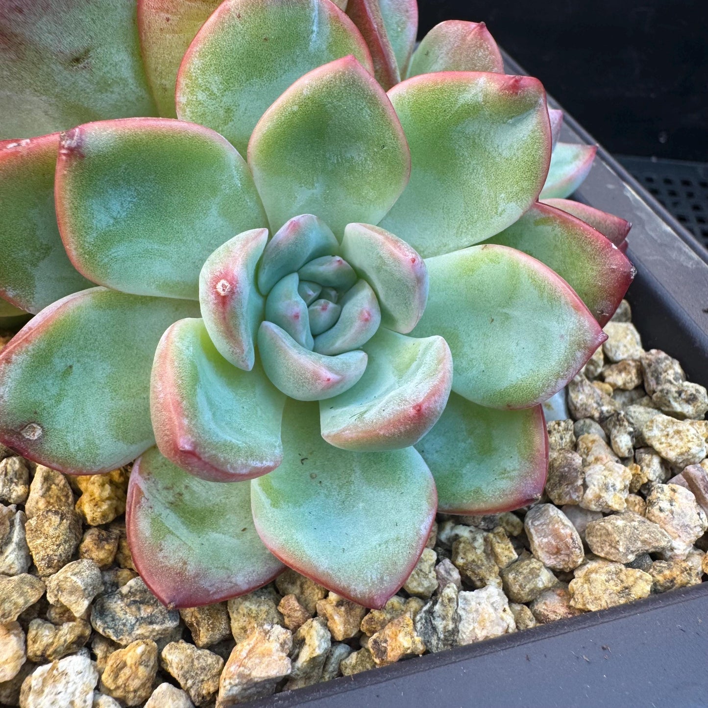 Echeveria ' strawberry puff', 3heads cluster, 5.0inches, S13