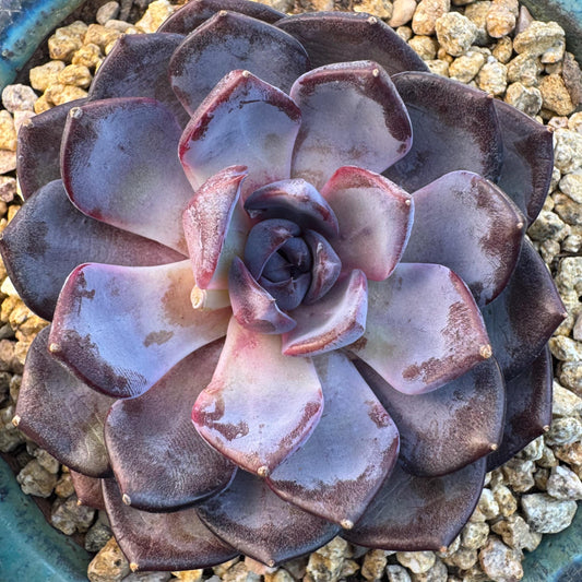 Echeveria ' Prince william ', a single head , 3.5inches, S27