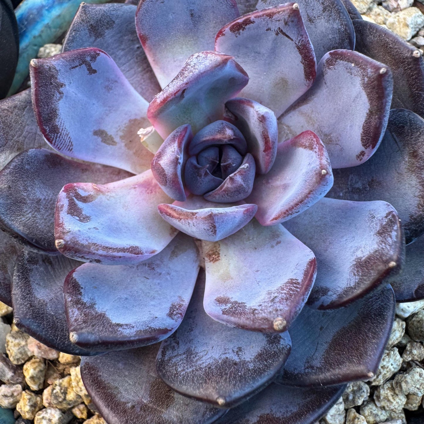 Echeveria ' Prince william ', a single head , 3.5inches, S27
