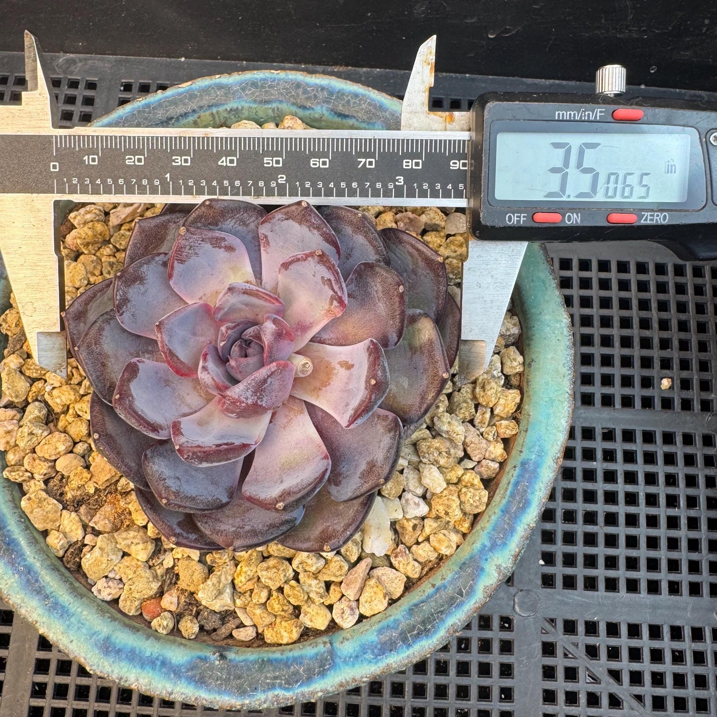 Echeveria ' Prince william ', a single head , 3.5inches, S27