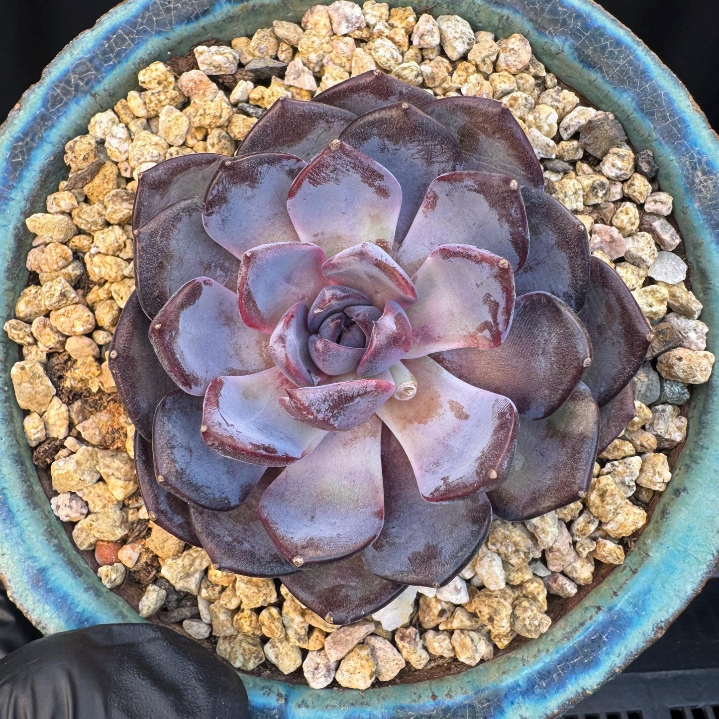 Echeveria ' Prince william ', a single head , 3.5inches, S27