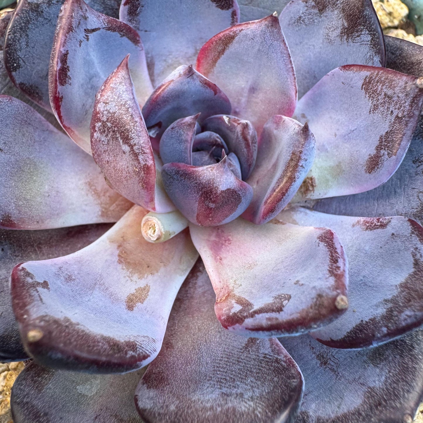 Echeveria ' Prince william ', a single head , 3.5inches, S27