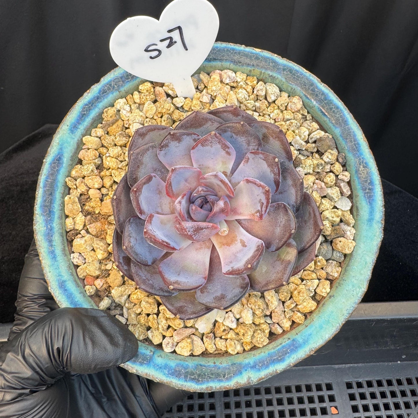 Echeveria ' Prince william ', a single head , 3.5inches, S27
