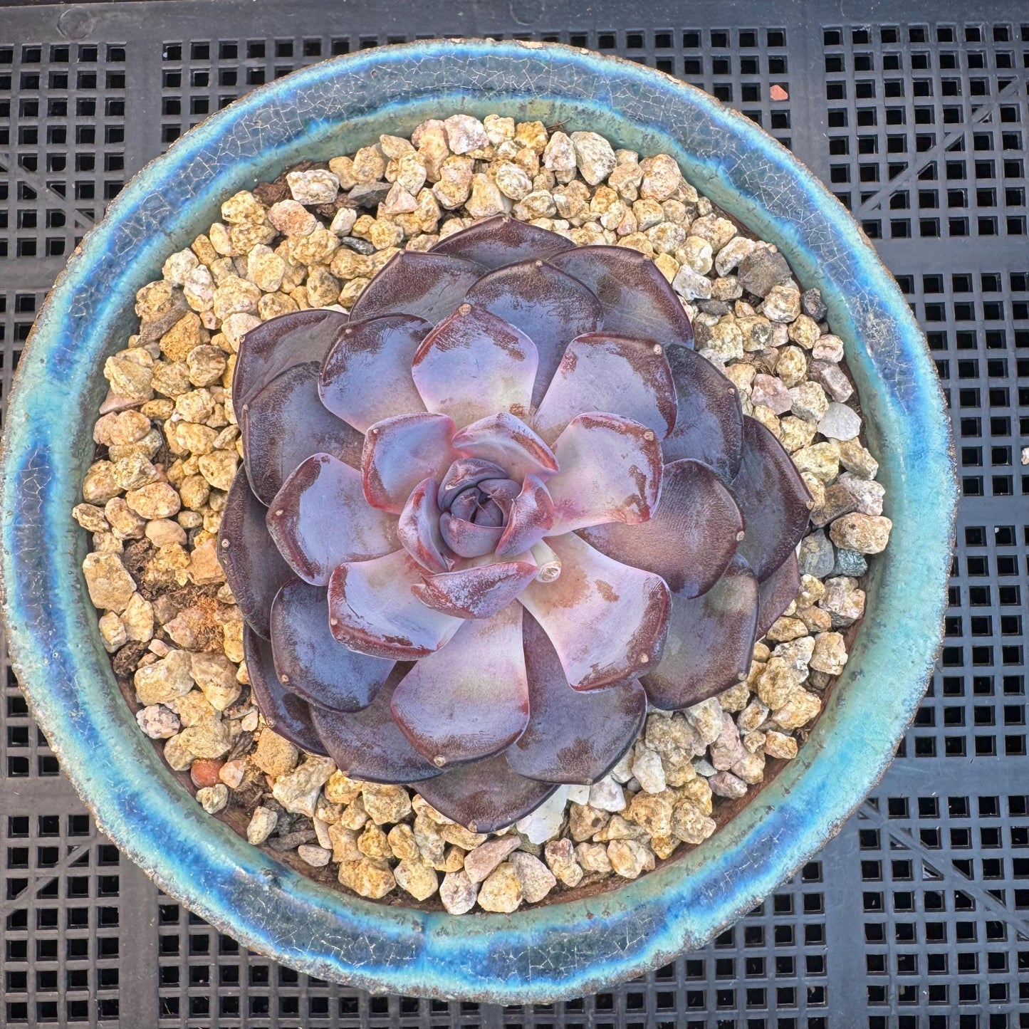 Echeveria ' Prince william ', a single head , 3.5inches, S27