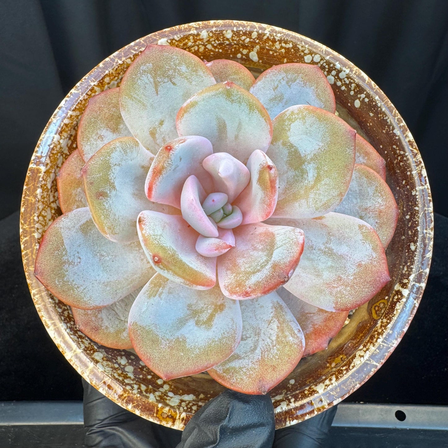 Echeveria ' cream tea ', single head, 4.1inches, S03