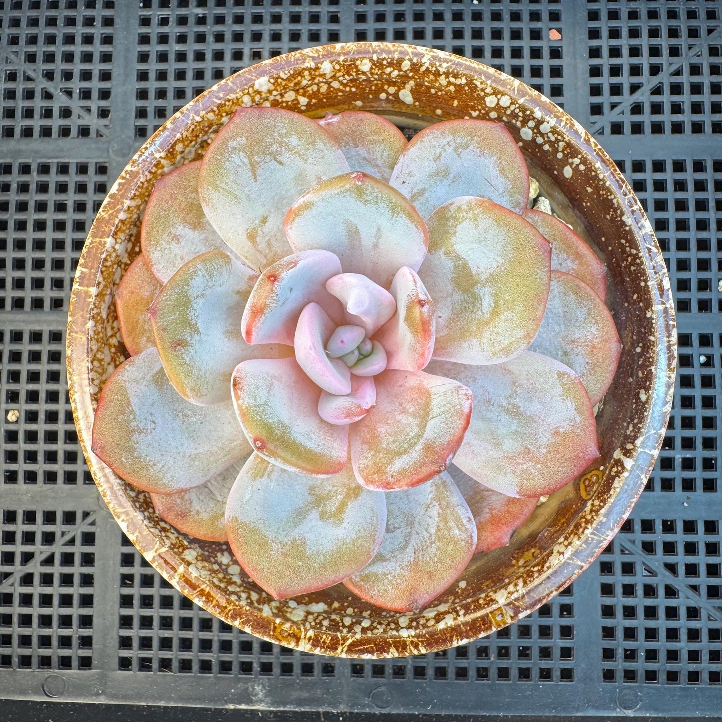 Echeveria ' cream tea ', single head, 4.1inches, S03