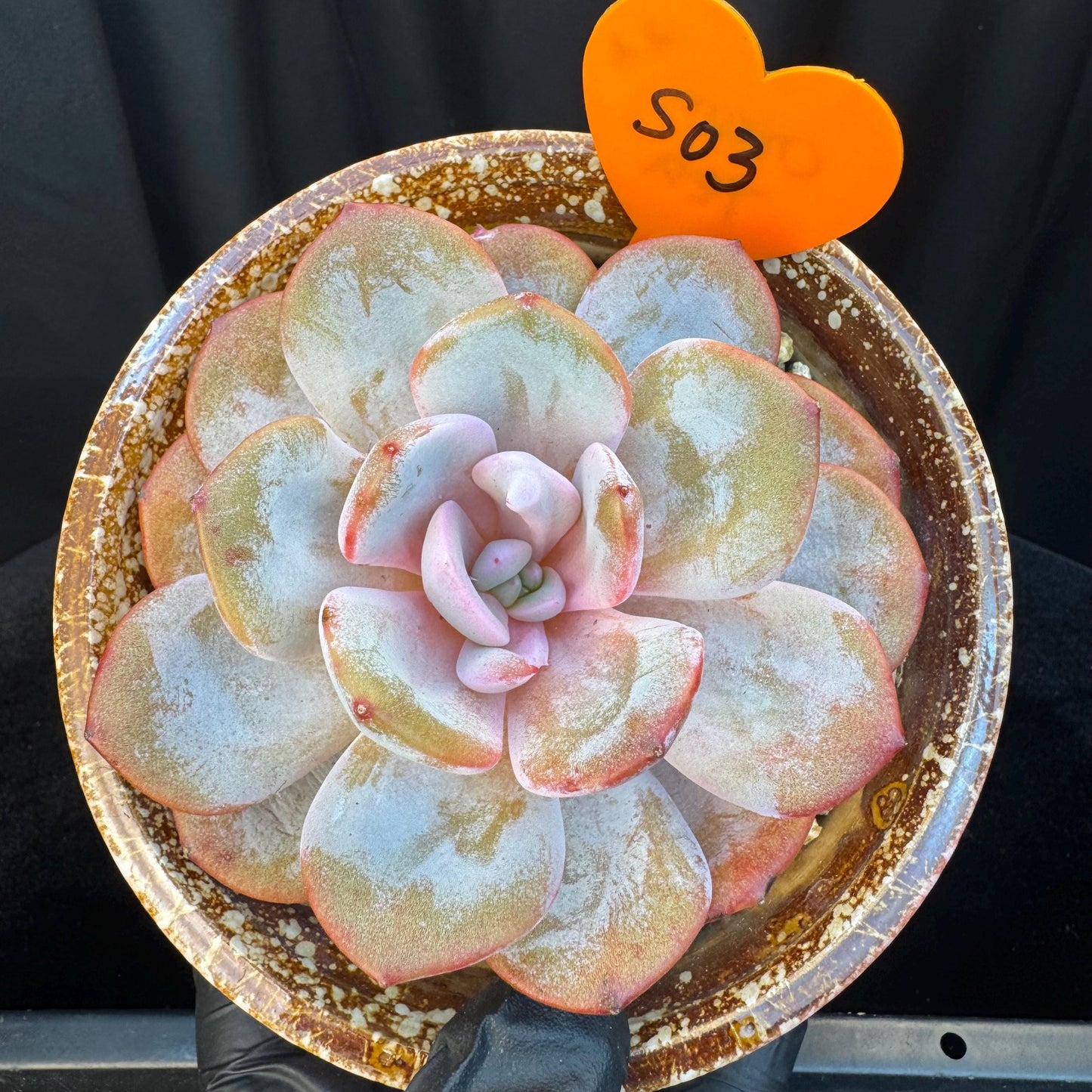 Echeveria ' cream tea ', single head, 4.1inches, S03