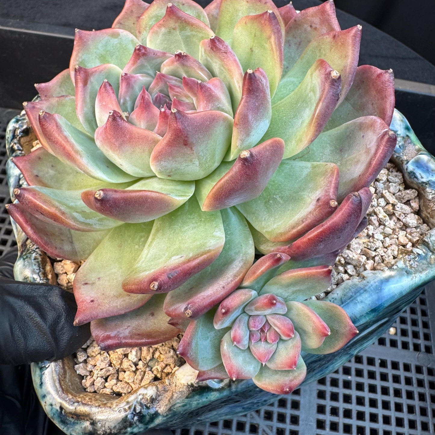 Echeveria ' Red Latam', a big head with 2small babies , 5.5inches, S04
