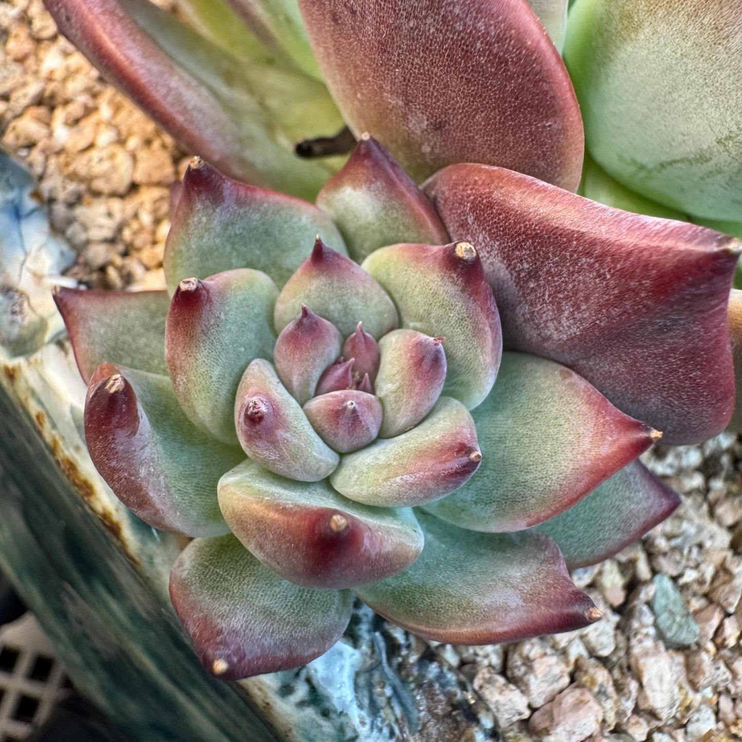 Echeveria ' Red Latam', a big head with 2small babies , 5.5inches, S04
