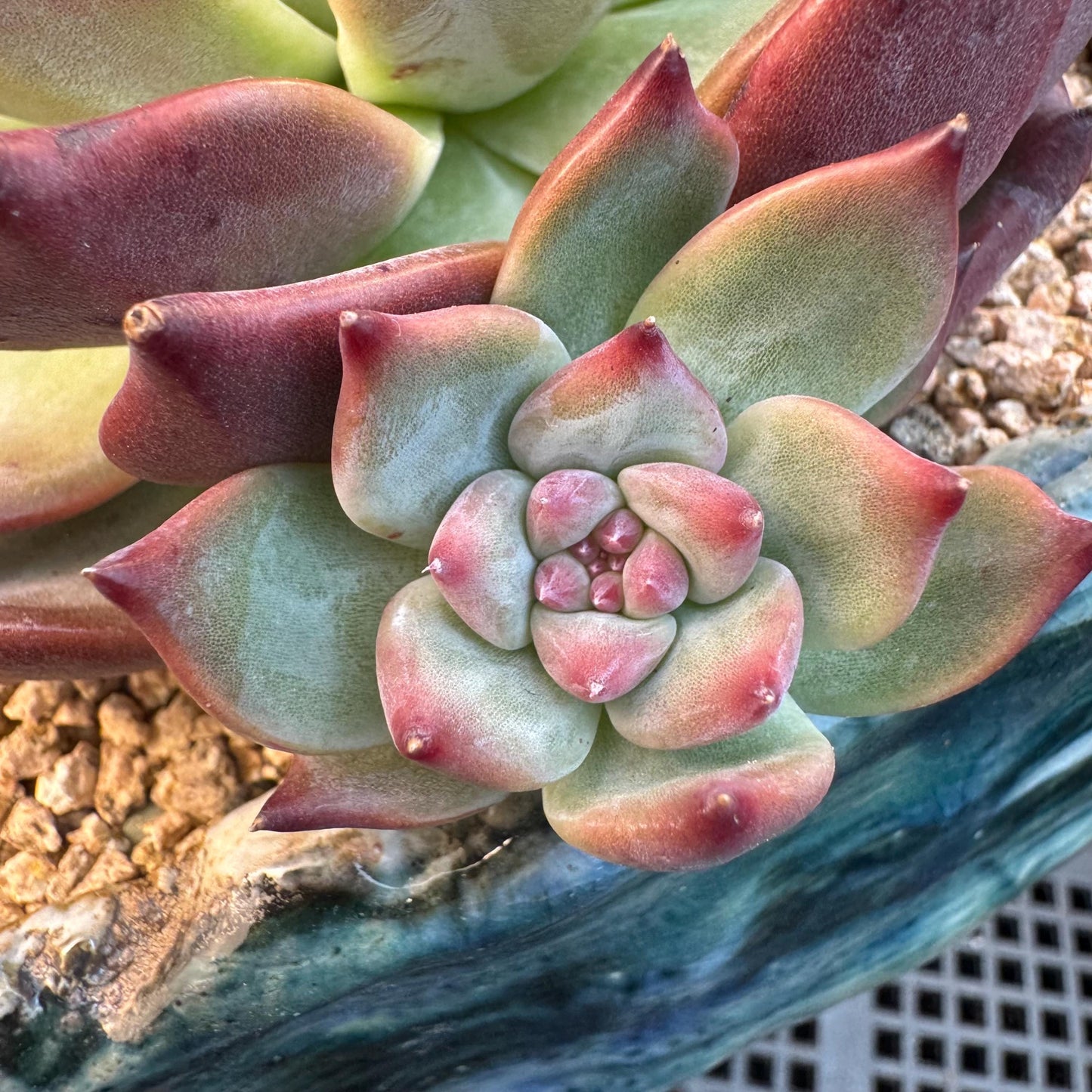 Echeveria ' Red Latam', a big head with 2small babies , 5.5inches, S04