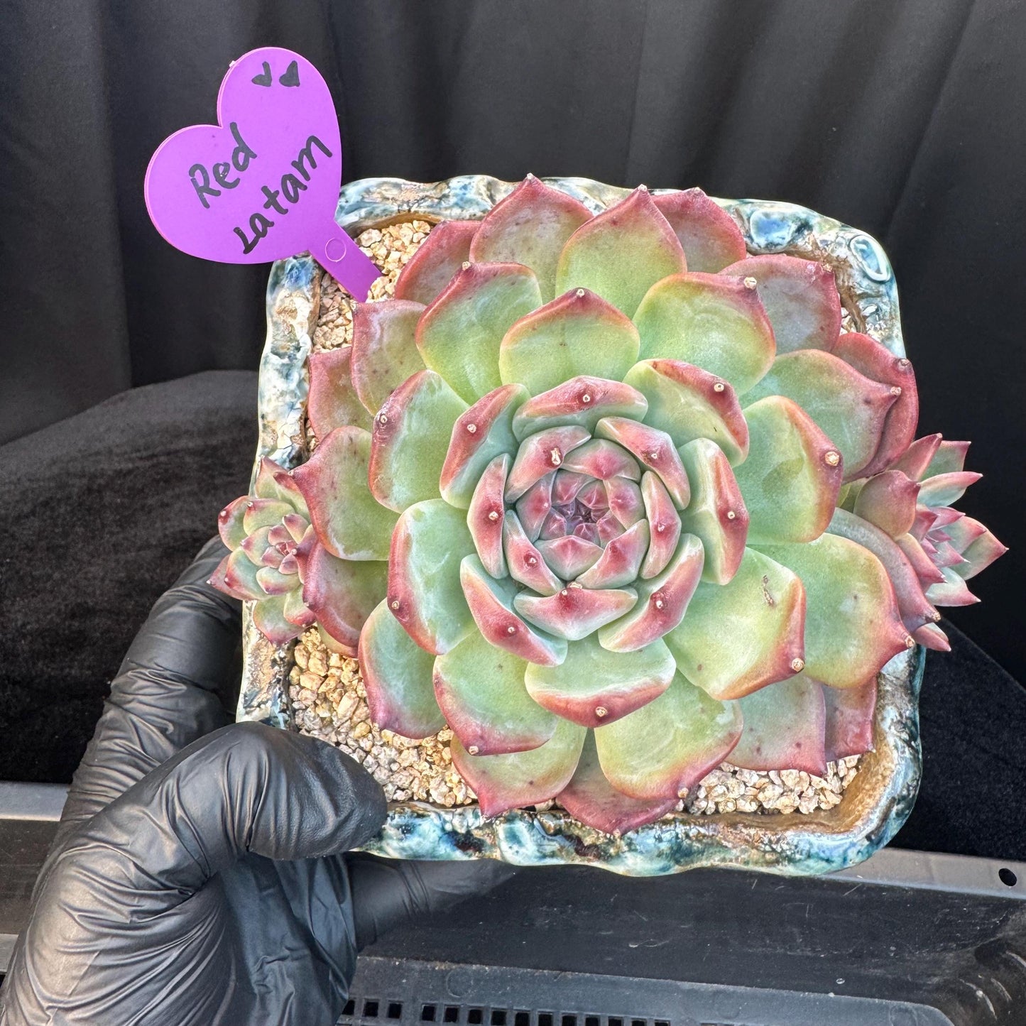 Echeveria ' Red Latam', a big head with 2small babies , 5.5inches, S04