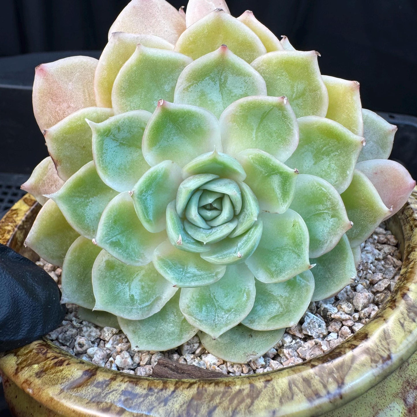 Echeveria ' onslow ', 3heads, 3.3inches, S02