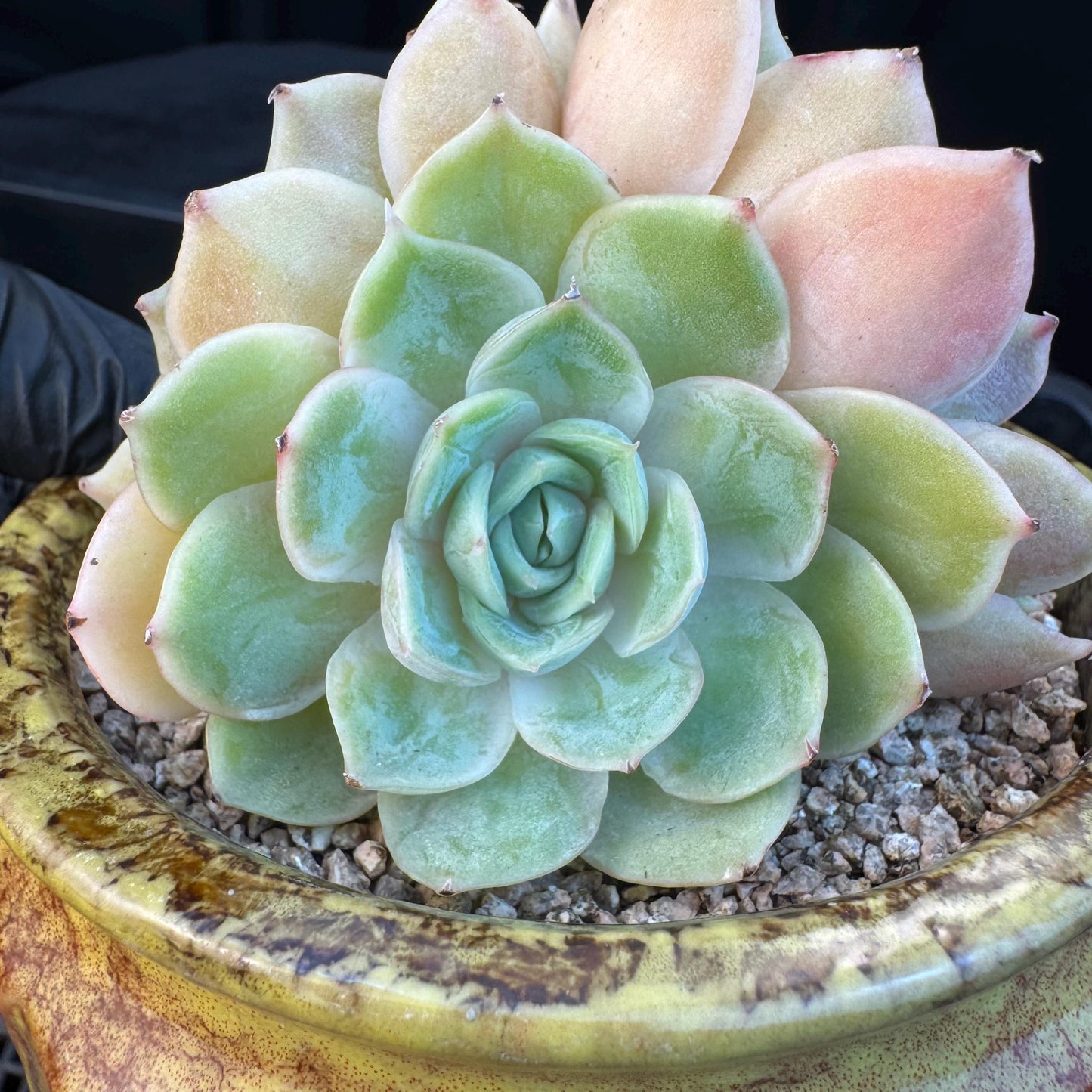 Echeveria ' onslow ', 3heads, 3.3inches, S02