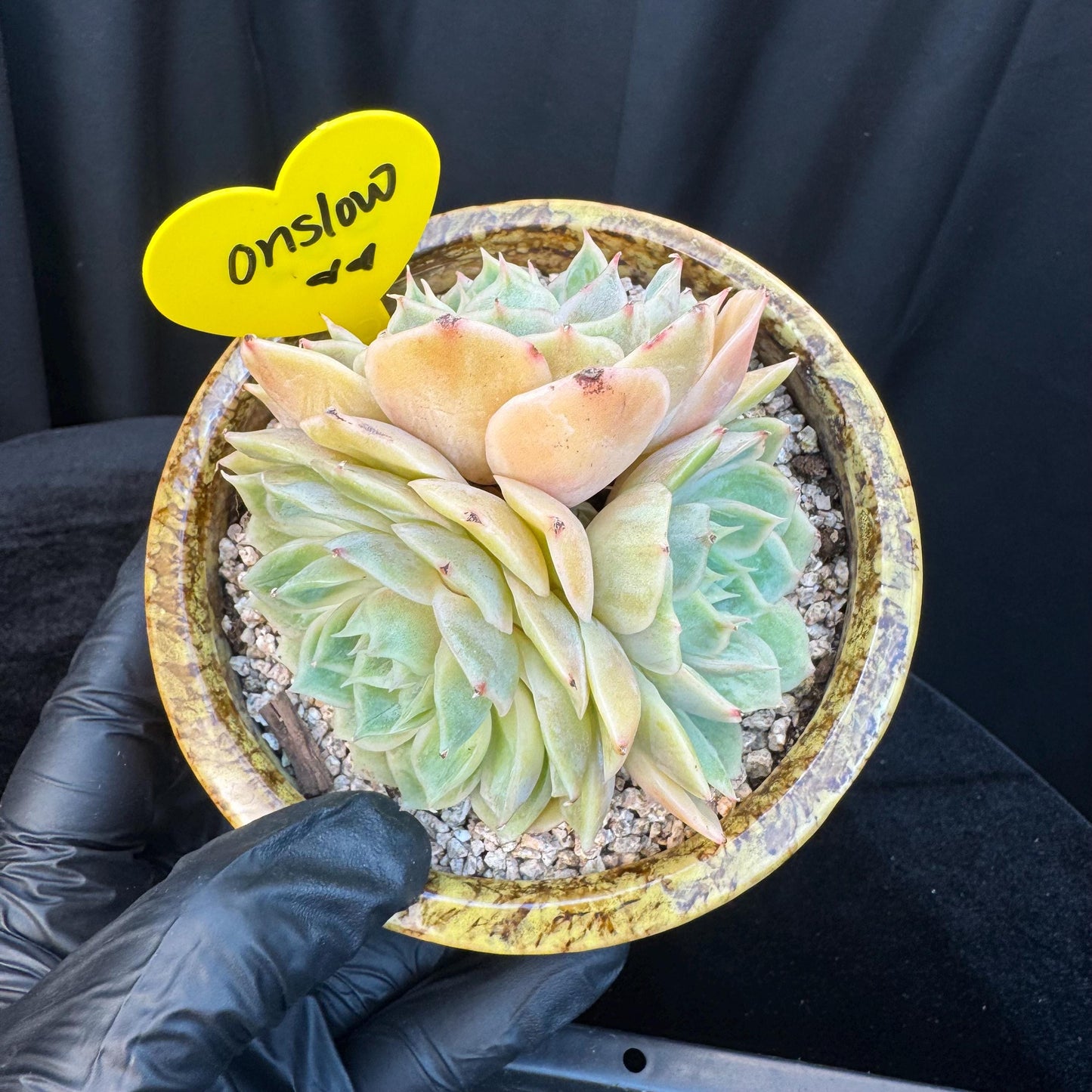 Echeveria ' onslow ', 3heads, 3.3inches, S02