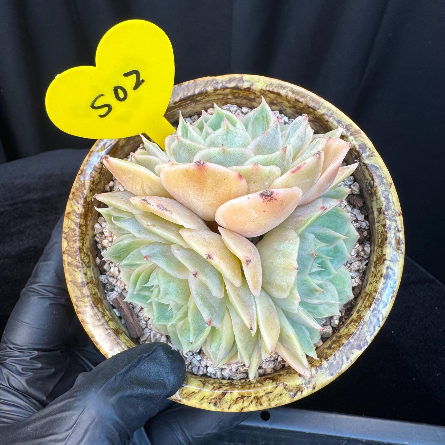 Echeveria ' onslow ', 3heads, 3.3inches, S02