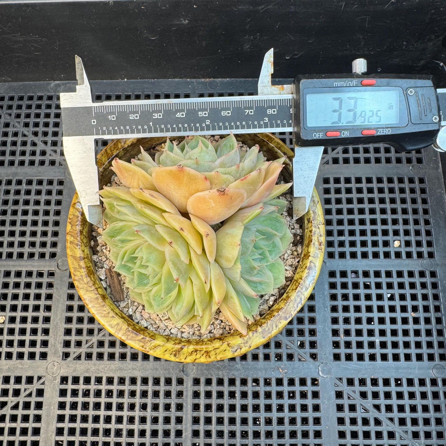 Echeveria ' onslow ', 3heads, 3.3inches, S02