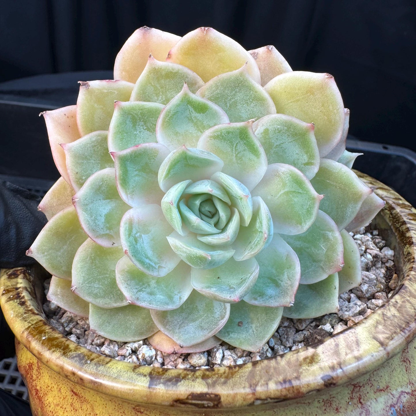Echeveria ' onslow ', 3heads, 3.3inches, S02