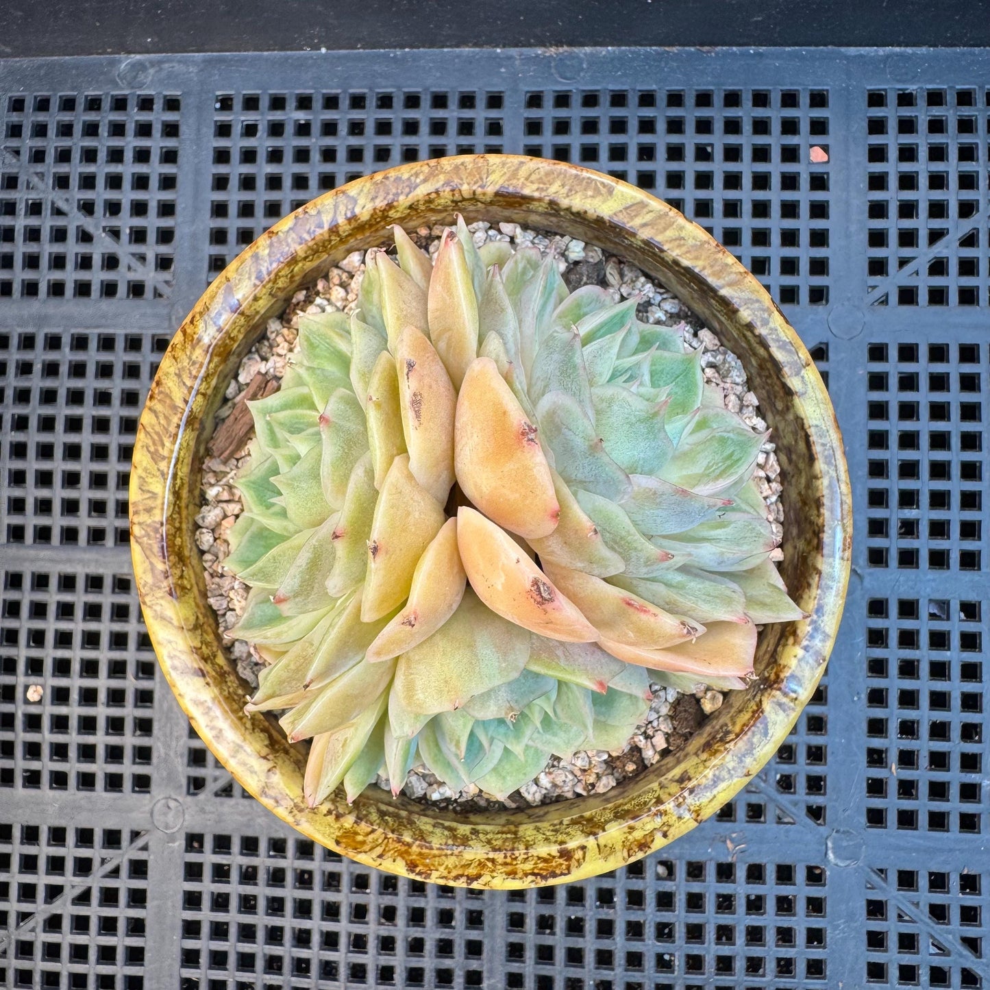 Echeveria ' onslow ', 3heads, 3.3inches, S02