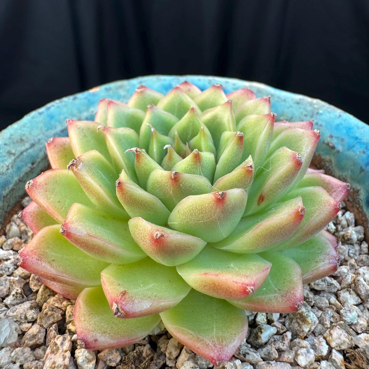 Echeveria ' malgan hybrid ', single head, 2.5inches, S06
