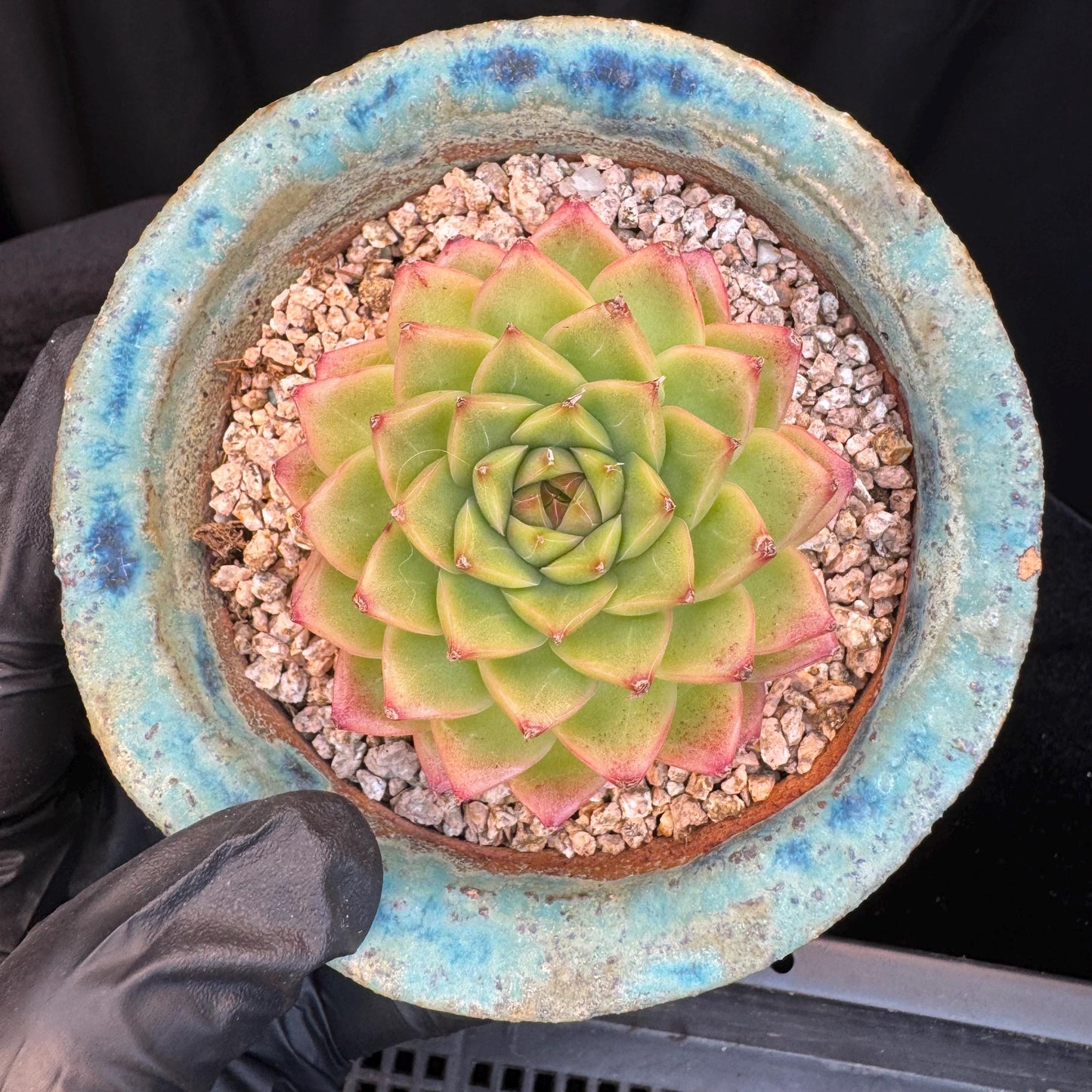 Echeveria ' malgan hybrid ', single head, 2.5inches, S06
