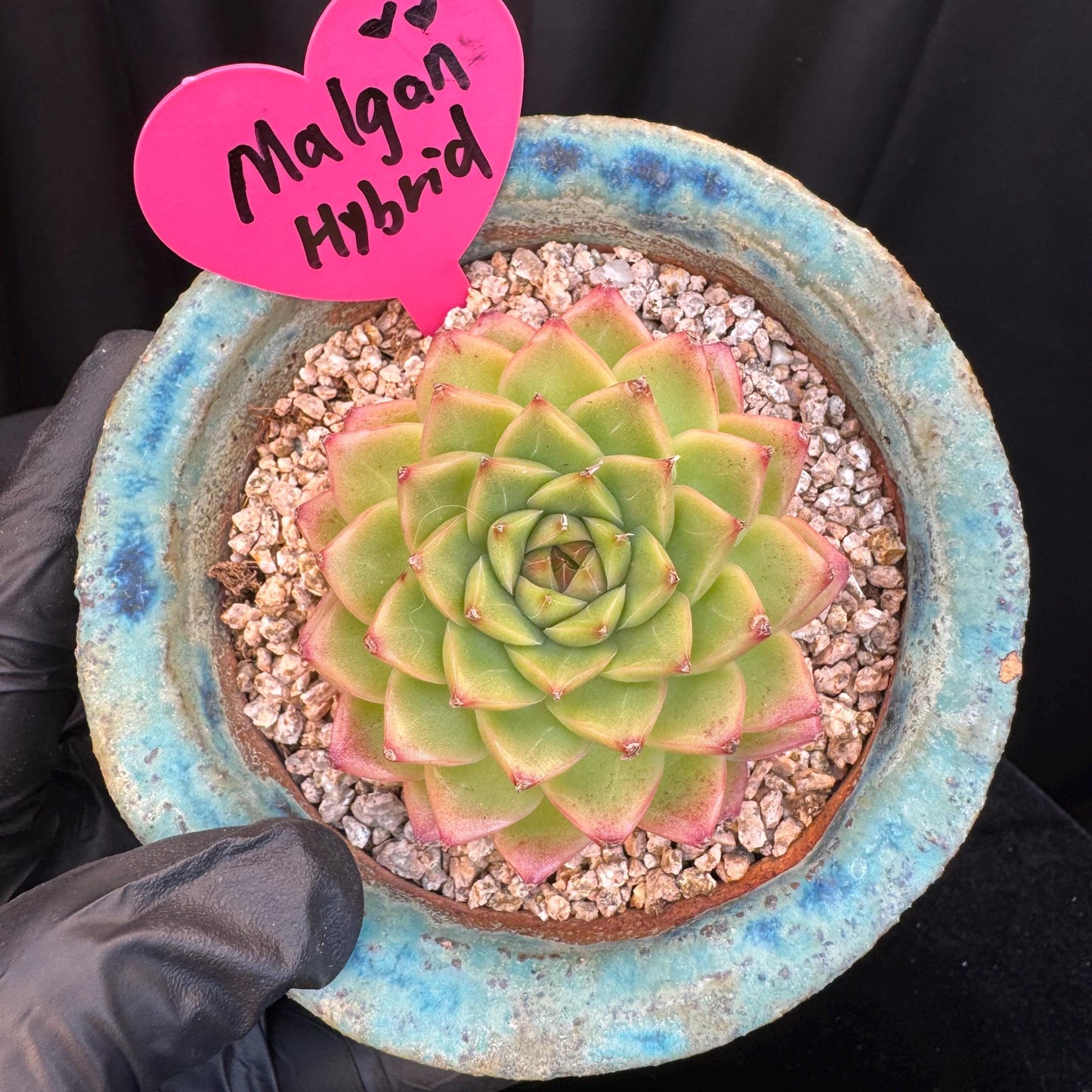 Echeveria ' malgan hybrid ', single head, 2.5inches, S06
