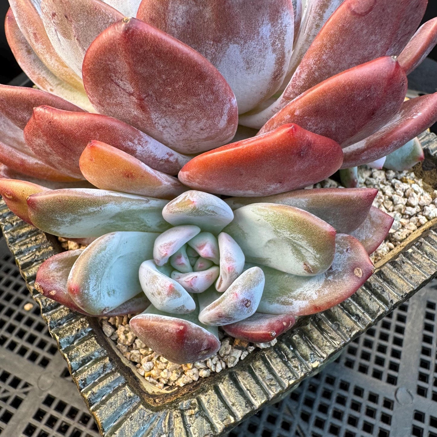 Echeveria ' orange monroe ', a big head with a baby, 5.8inches, S01