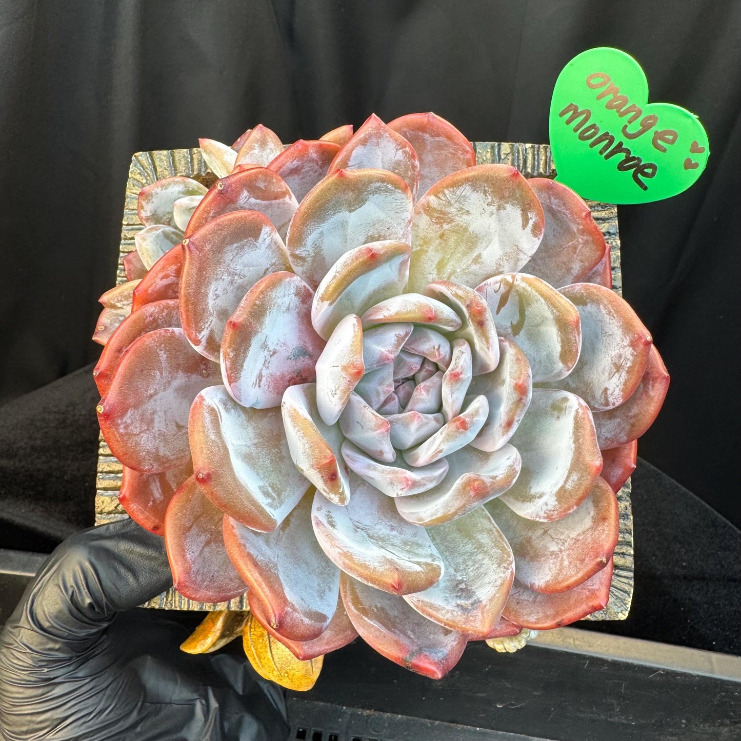 Echeveria ' orange monroe ', a big head with a baby, 5.8inches, S01