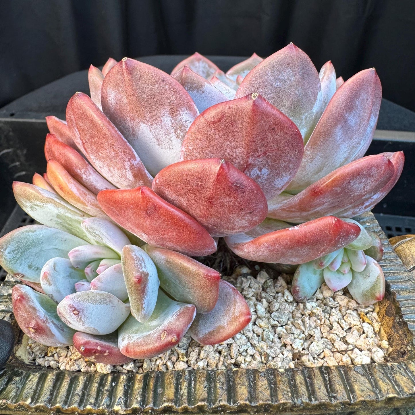 Echeveria ' orange monroe ', a big head with a baby, 5.8inches, S01