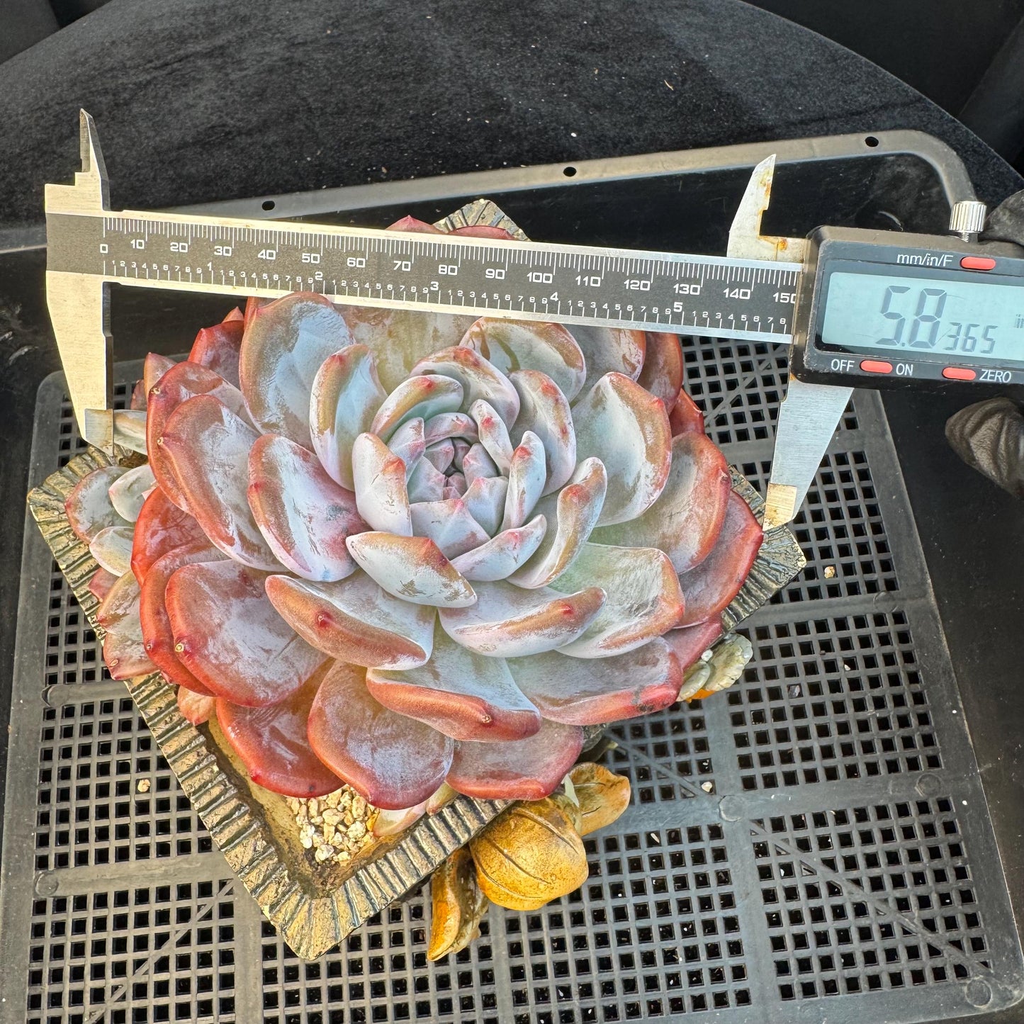 Echeveria ' orange monroe ', a big head with a baby, 5.8inches, S01