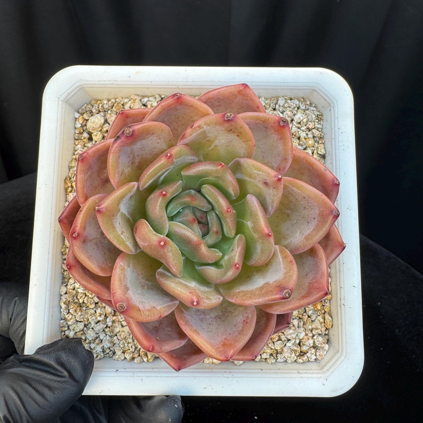 Echeveria ' pink champagne ', a single head, 3.2inches, S15