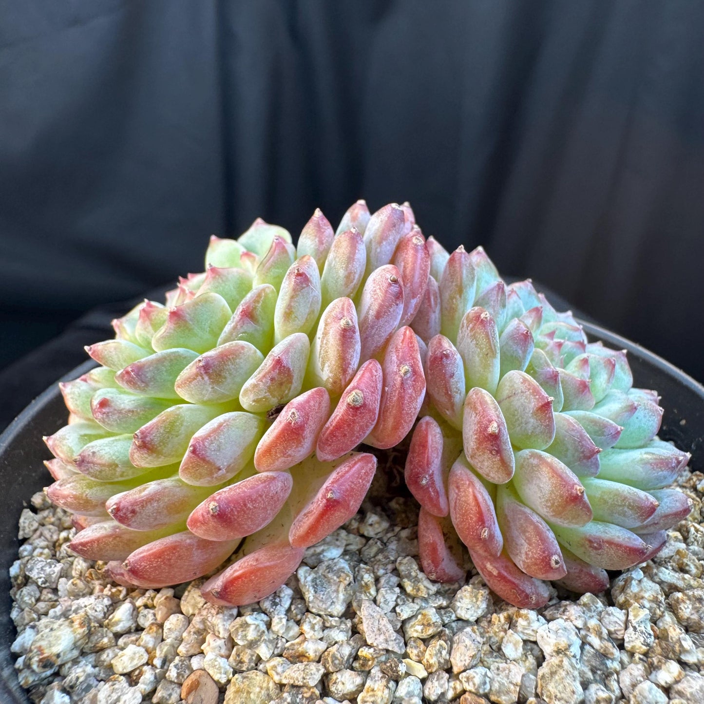 Echeveria ' white fatty ', 2heads, 3.1inches, S16
