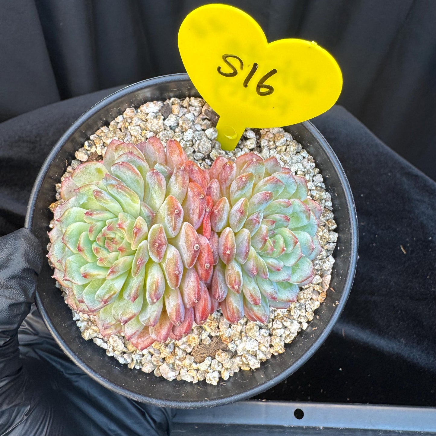 Echeveria ' white fatty ', 2heads, 3.1inches, S16