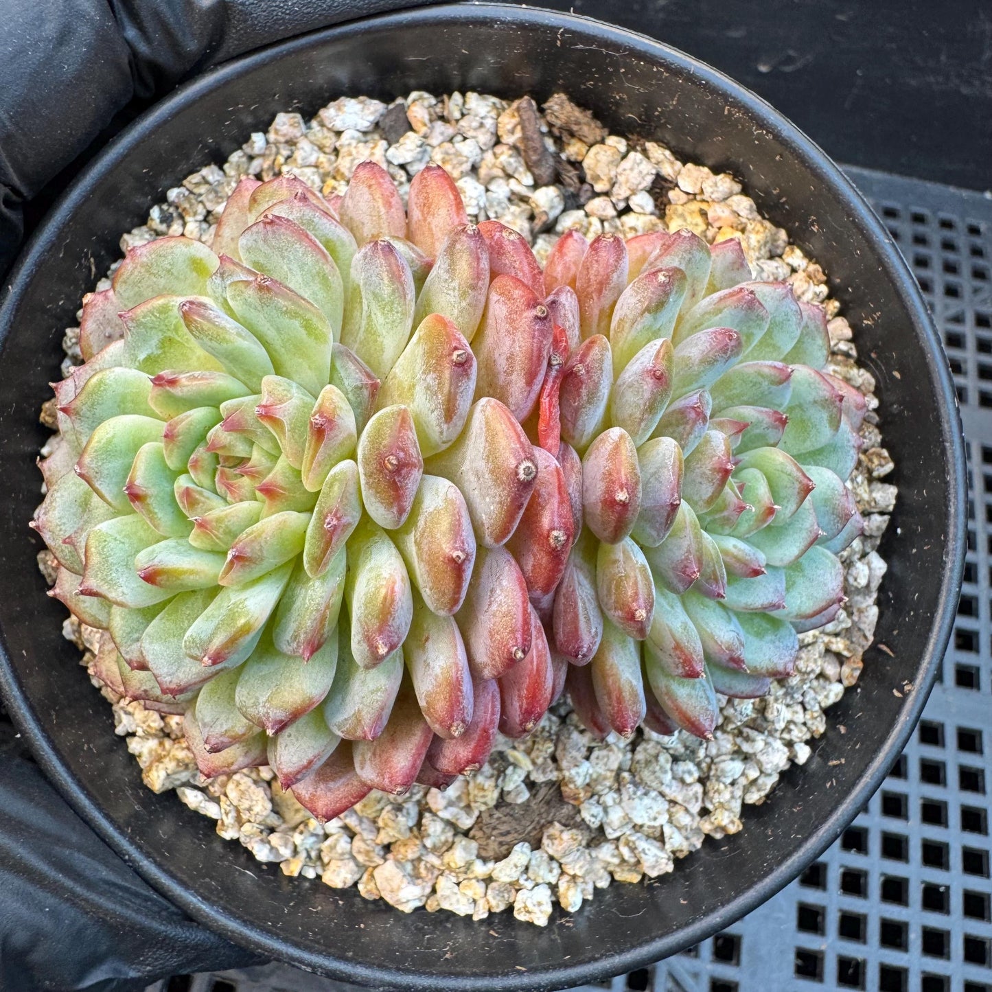 Echeveria ' white fatty ', 2heads, 3.1inches, S16