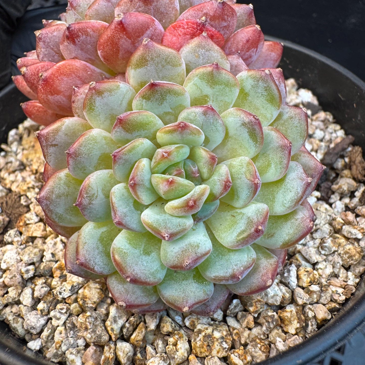 Echeveria ' white fatty ', 2heads, 3.1inches, S16