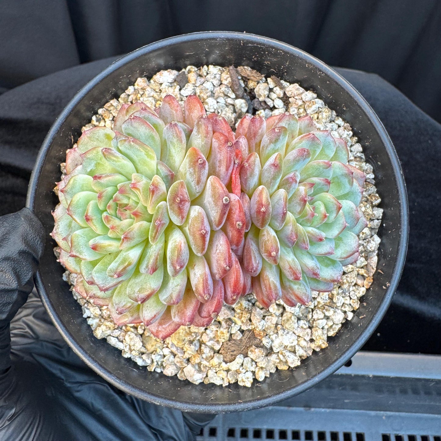 Echeveria ' white fatty ', 2heads, 3.1inches, S16