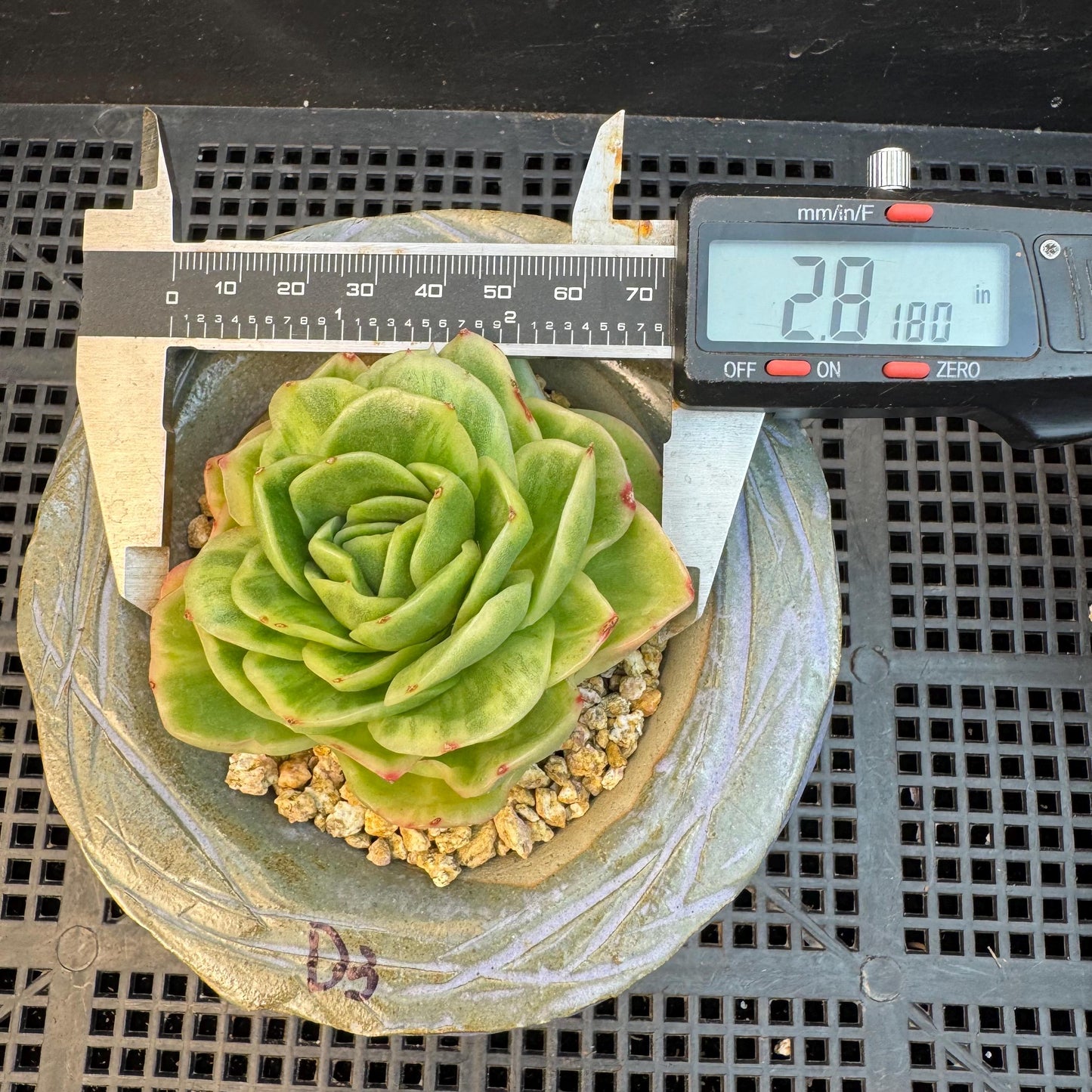 Echeveria ' Ice rose variegated ', single head, 2.8inches, D3