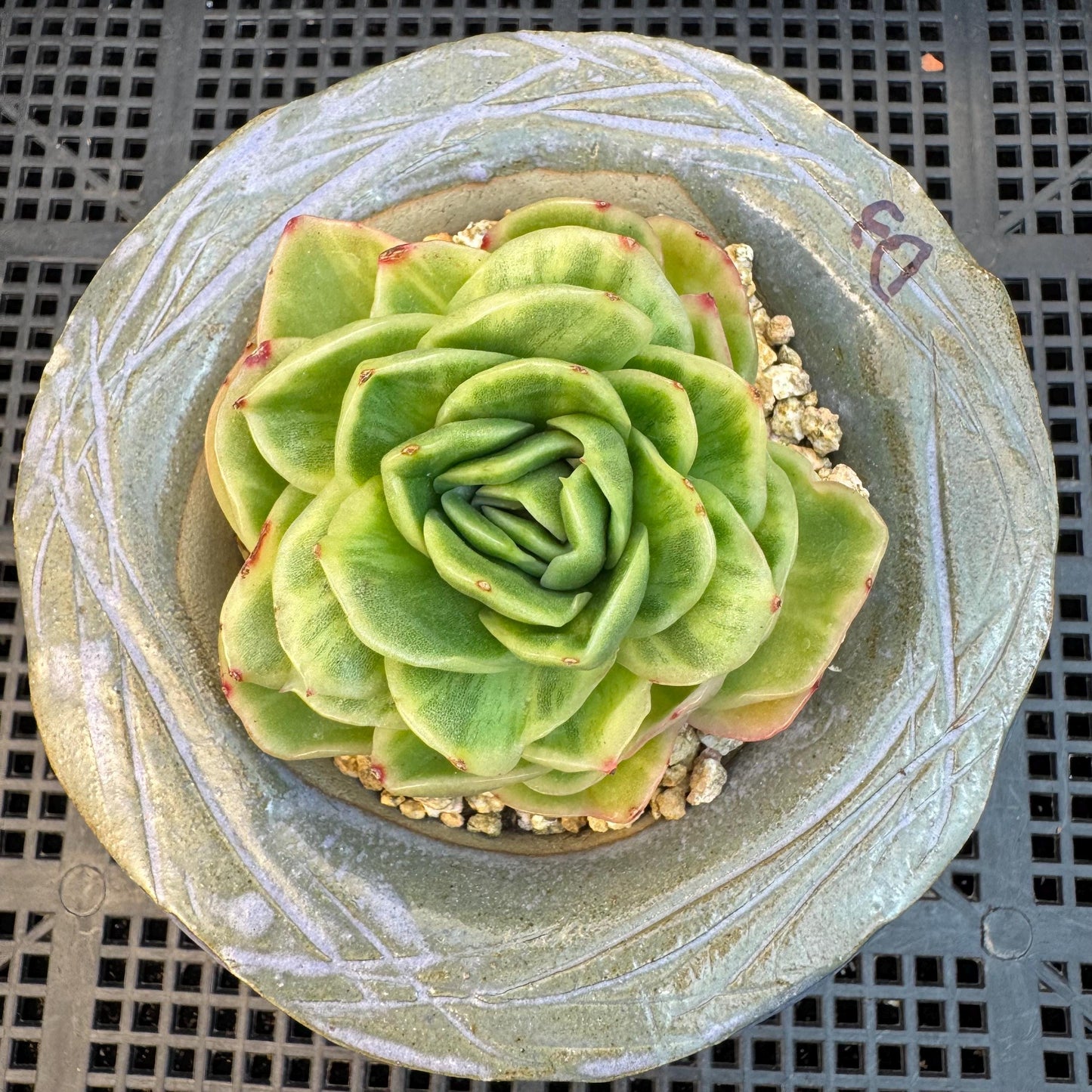 Echeveria ' Ice rose variegated ', single head, 2.8inches, D3