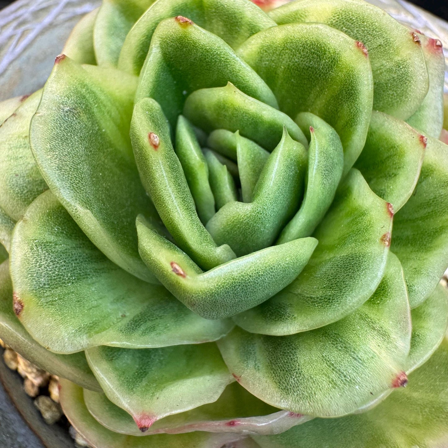 Echeveria ' Ice rose variegated ', single head, 2.8inches, D3
