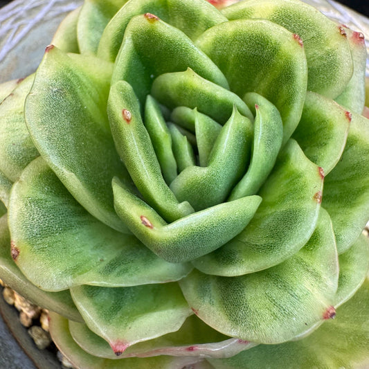 Echeveria ' Ice rose variegated ', single head, 2.8inches, D3