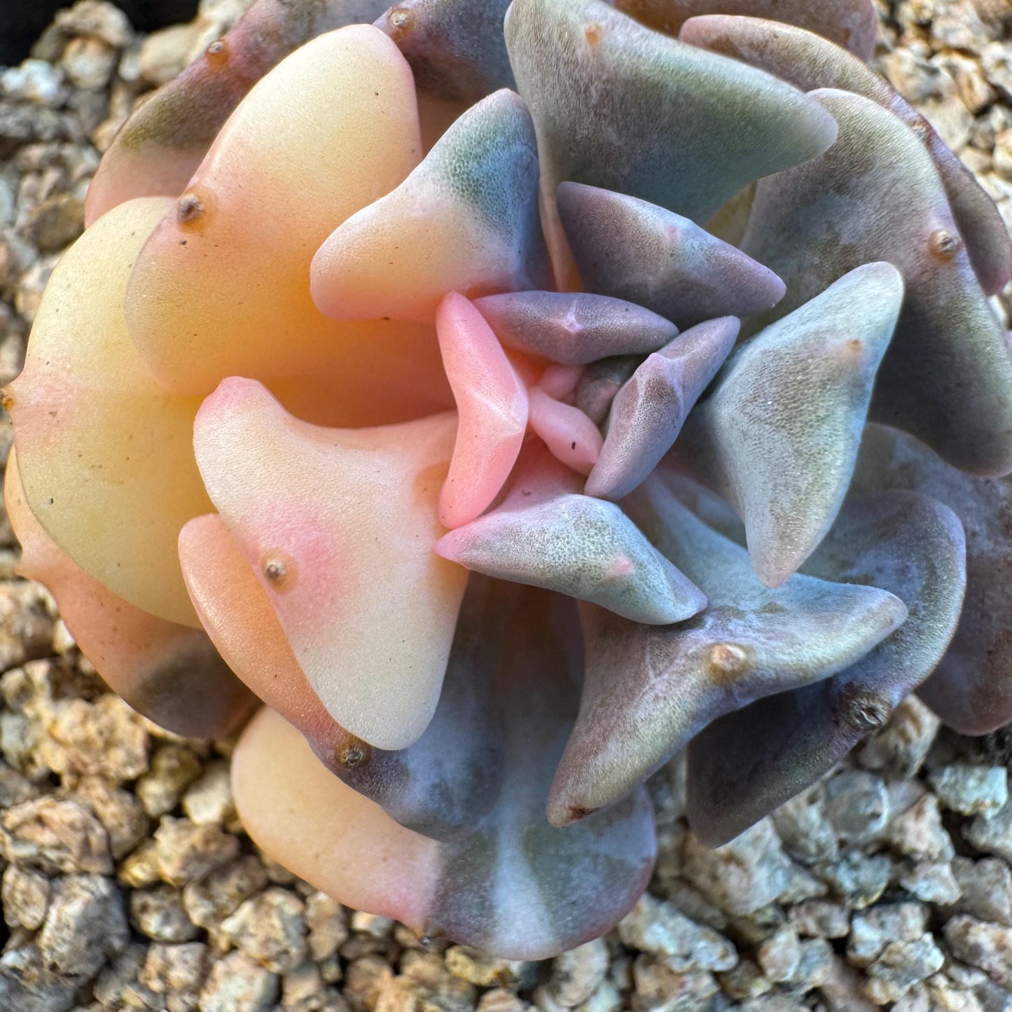 Echeveria ' cubic frost variegated ', small size , 1.7inches, S31