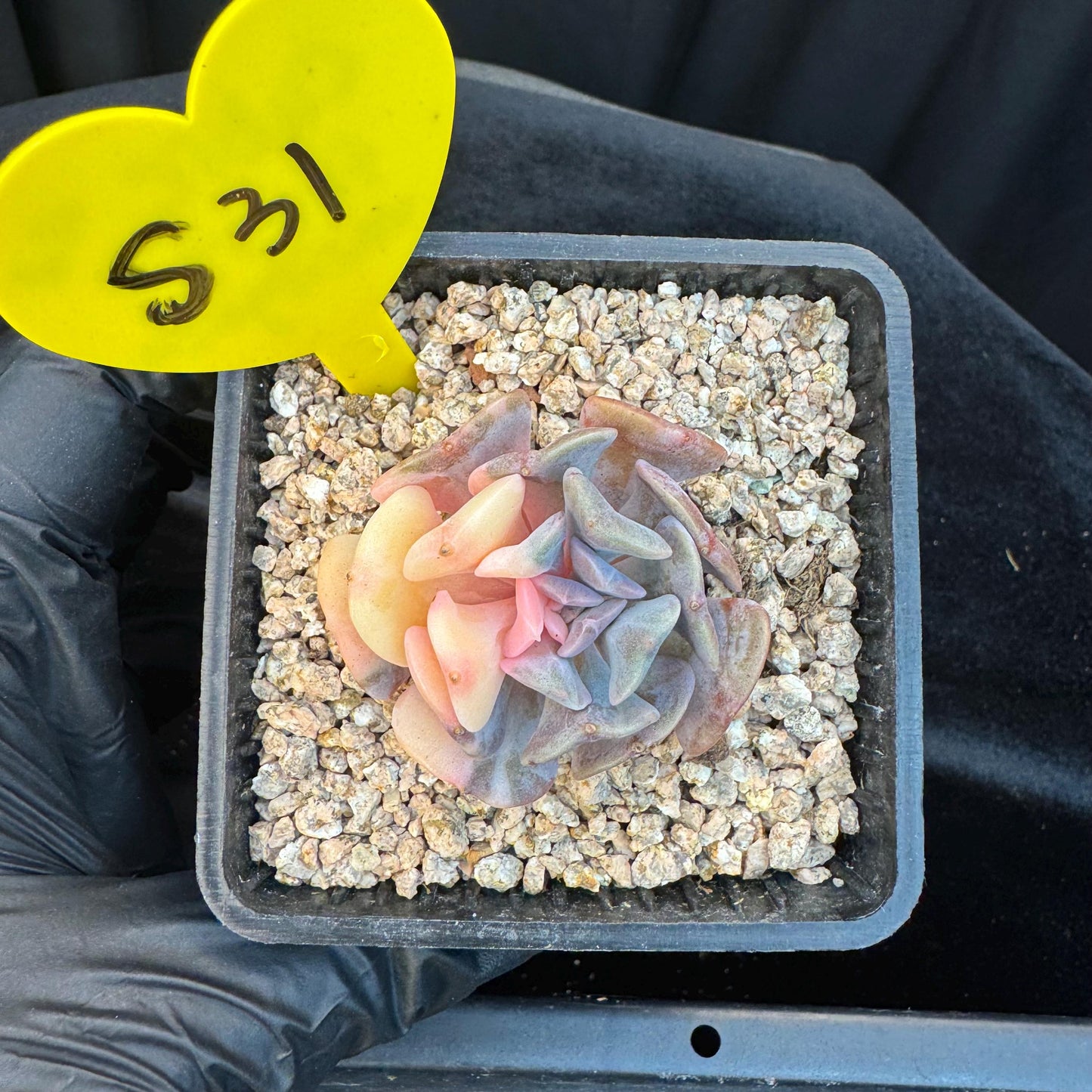Echeveria ' cubic frost variegated ', small size , 1.7inches, S31