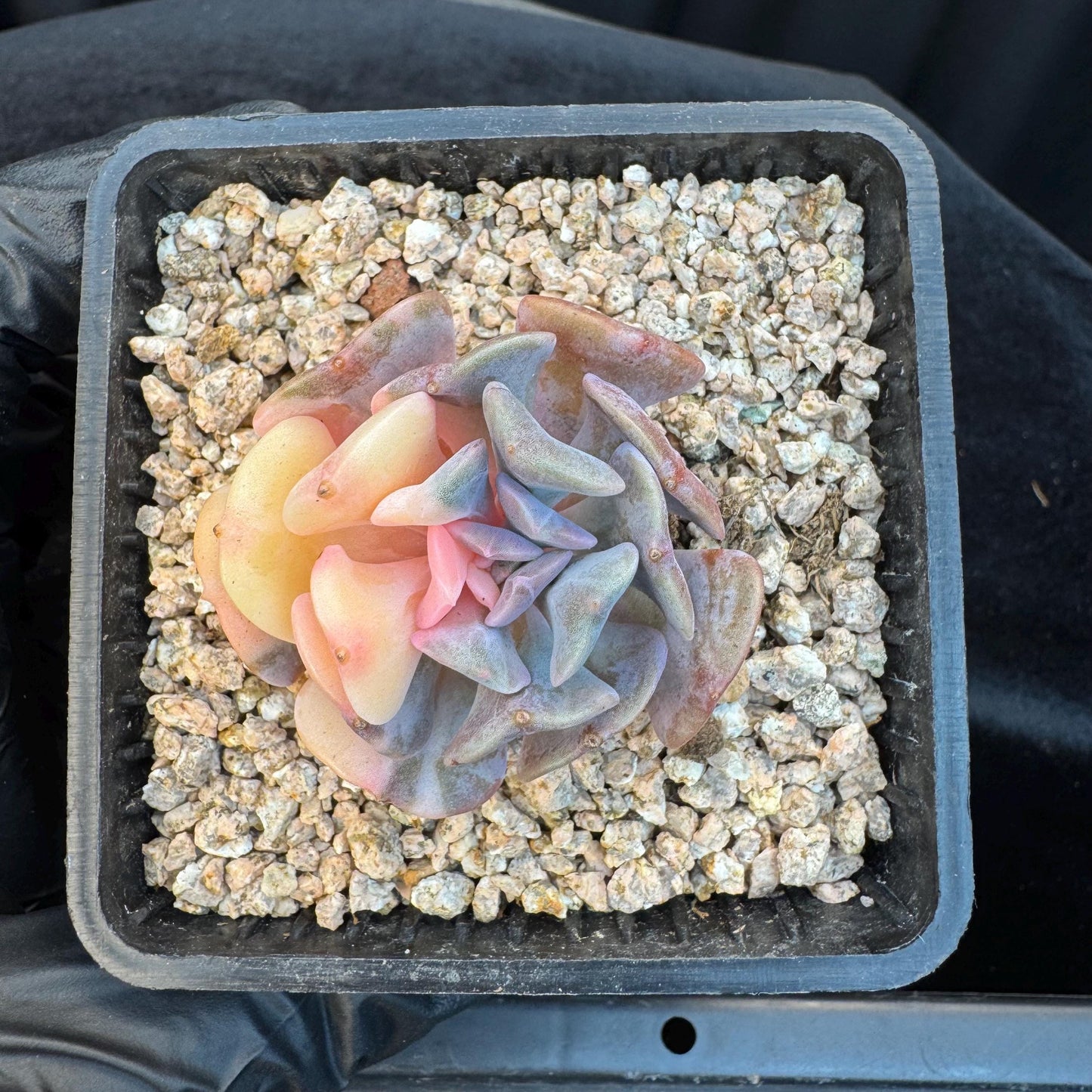 Echeveria ' cubic frost variegated ', small size , 1.7inches, S31