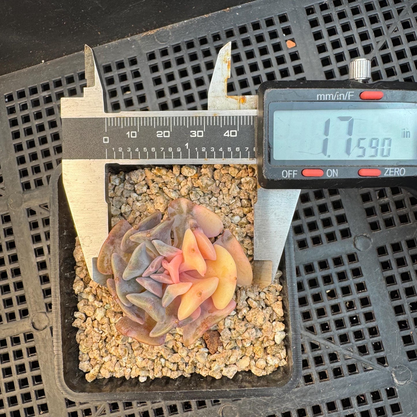 Echeveria ' cubic frost variegated ', small size , 1.7inches, S31