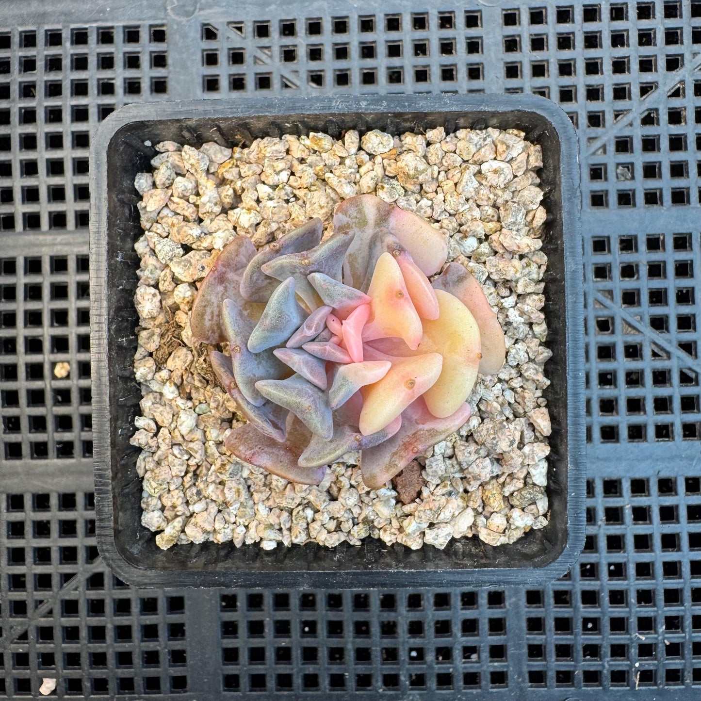 Echeveria ' cubic frost variegated ', small size , 1.7inches, S31