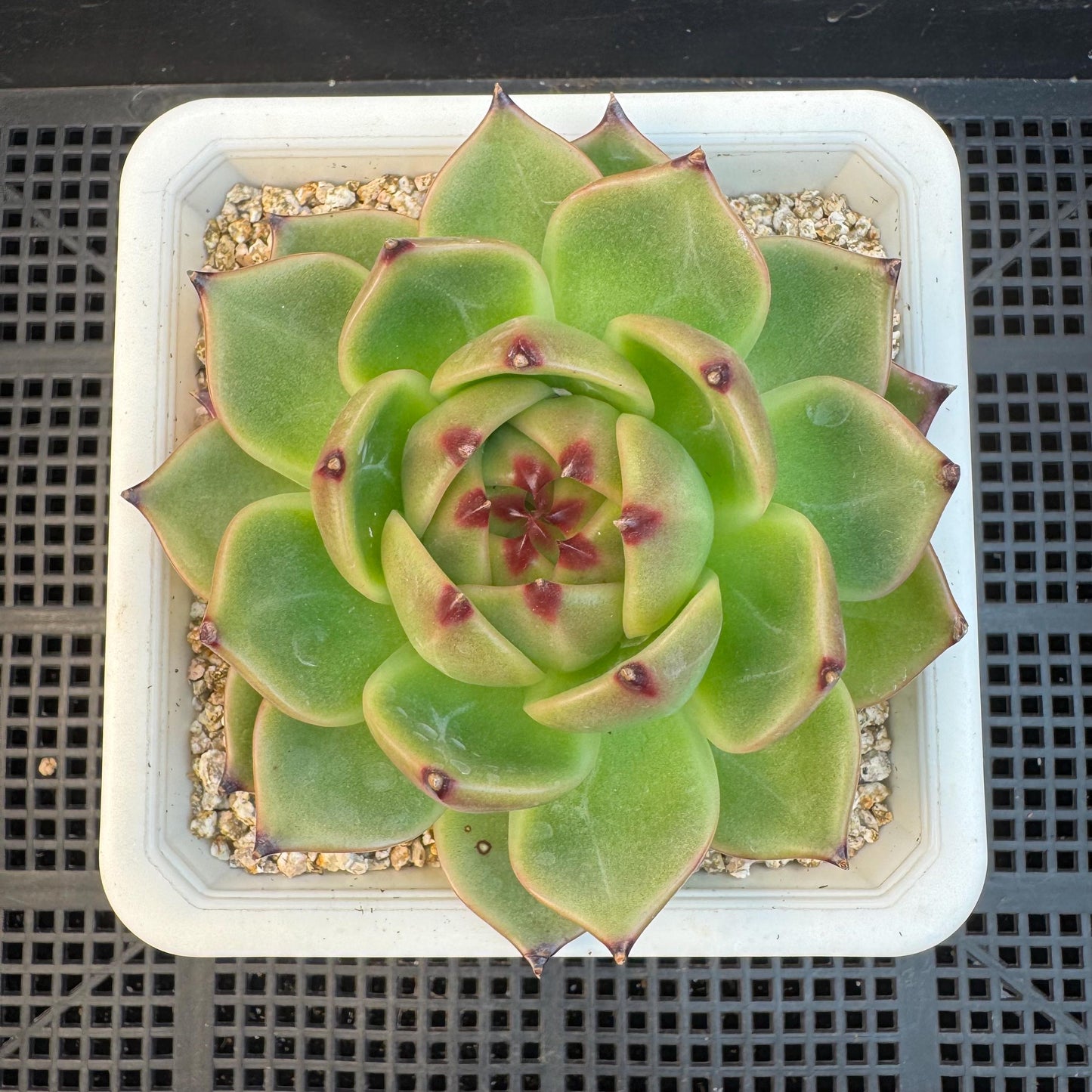 Echeveria ' super blue dragon ', single head, 4.0inches, S28