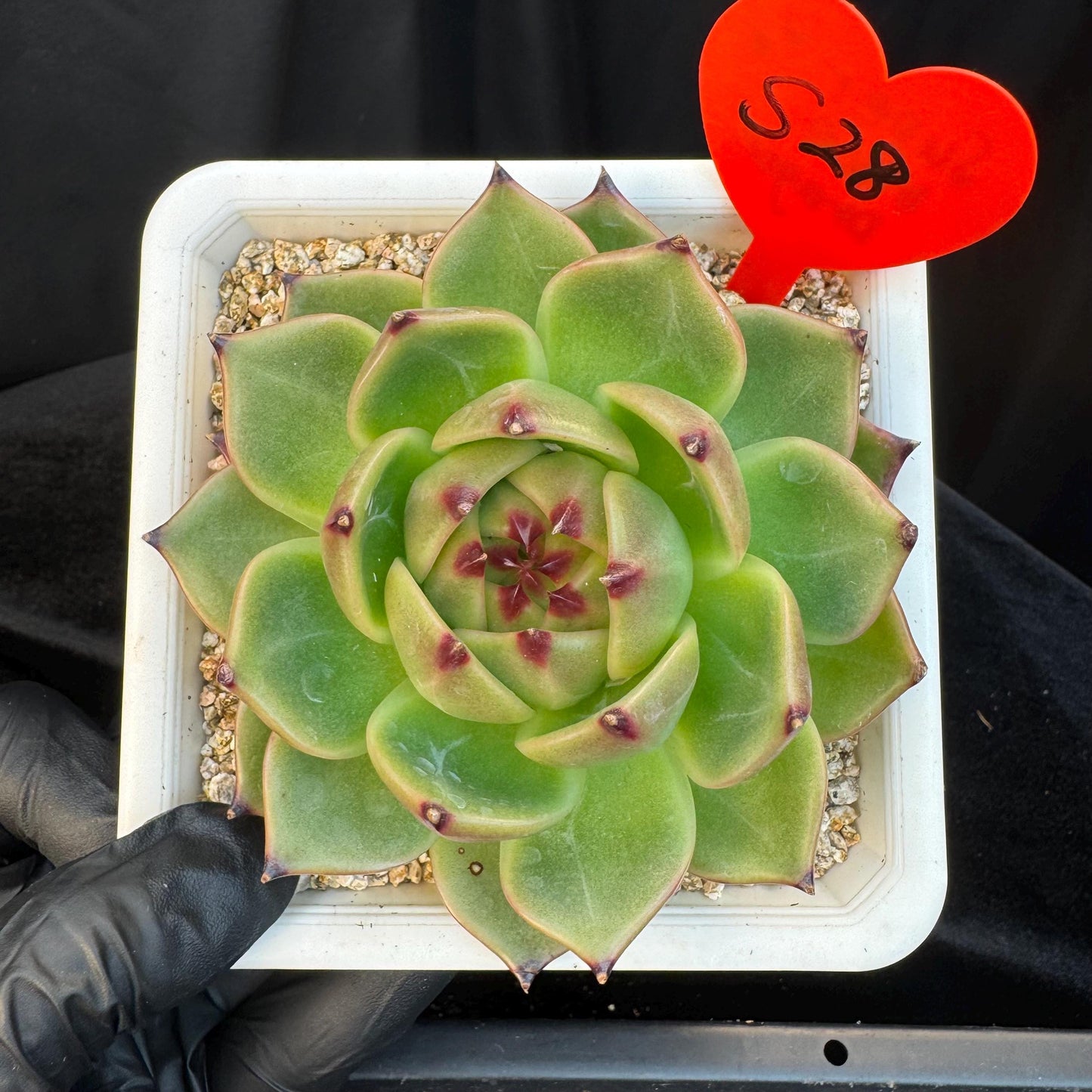 Echeveria ' super blue dragon ', single head, 4.0inches, S28