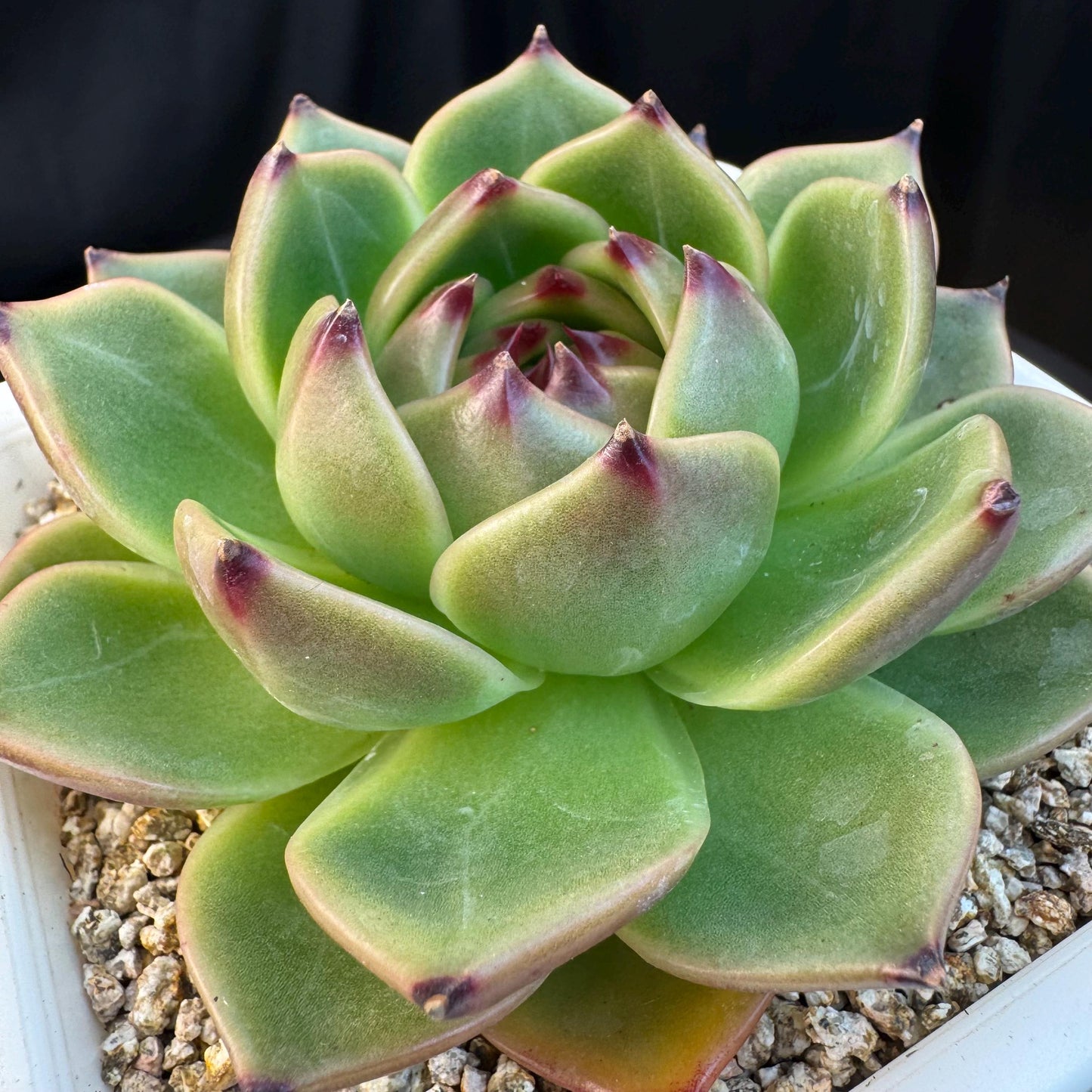 Echeveria ' super blue dragon ', single head, 4.0inches, S28