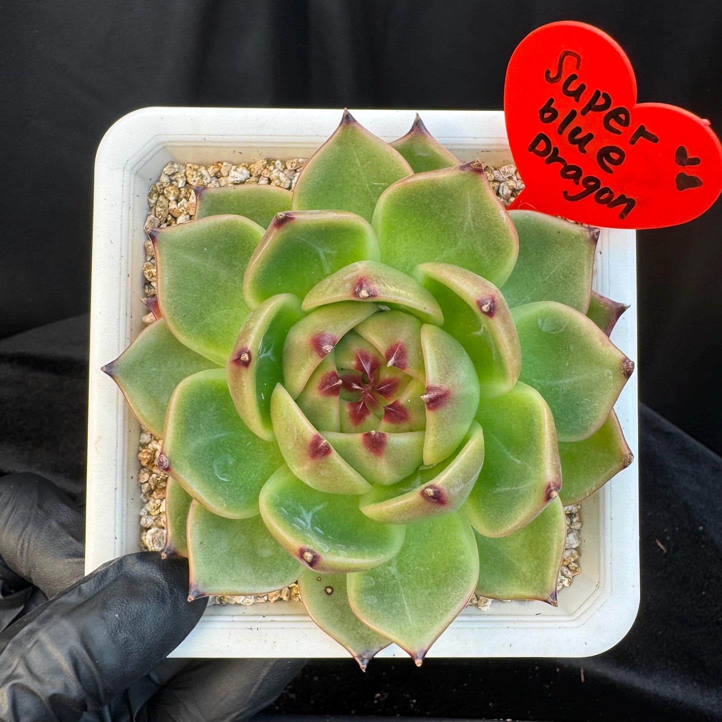 Echeveria ' super blue dragon ', single head, 4.0inches, S28